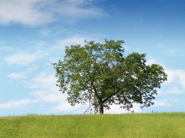 lonely tree - alleine fotografías e imágenes de stock