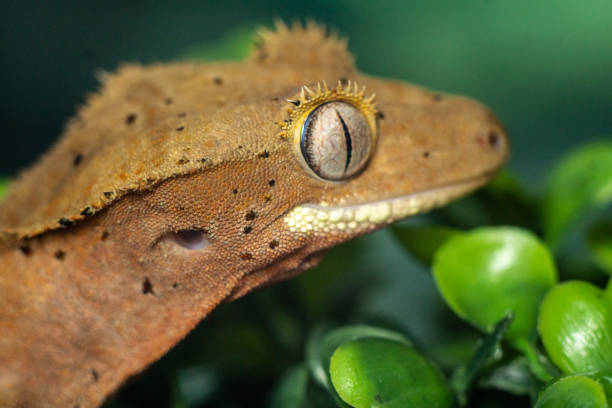 Gekko gecko, crested gecko stock photo