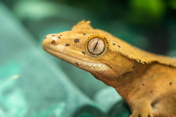 istock Gekko gecko, crested gecko 1479465522