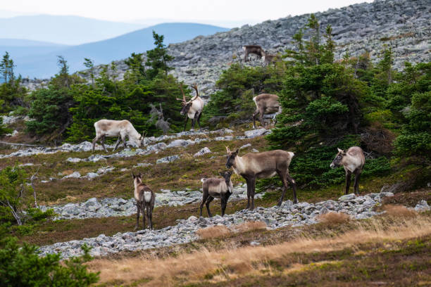 istock Reindeer, caribou herd in rutting season 1479465534