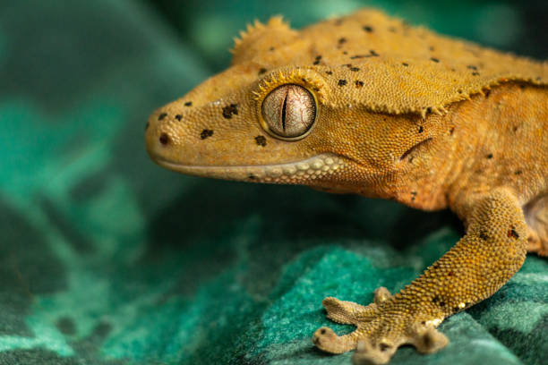 istock Gekko gecko, crested gecko 1479465556