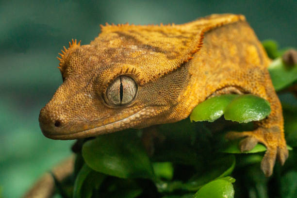 Gekko gecko, crested gecko stock photo