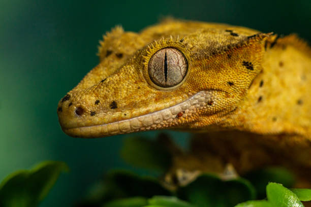 istock Gekko gecko, crested gecko 1479465784