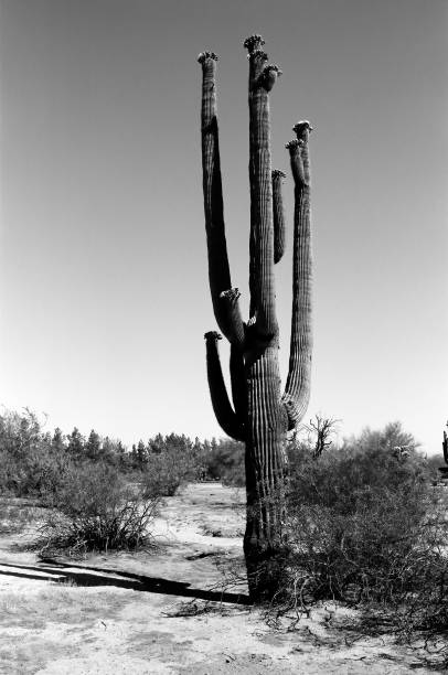 istock Saguaro Cactus Sonora desert Arizona Monochrome 1479465799
