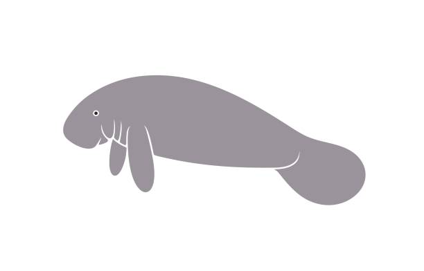 Abstract Manatee 120+ Manatee Abstract Stock Photos, Pictures & Royalty-Free Images - iStock