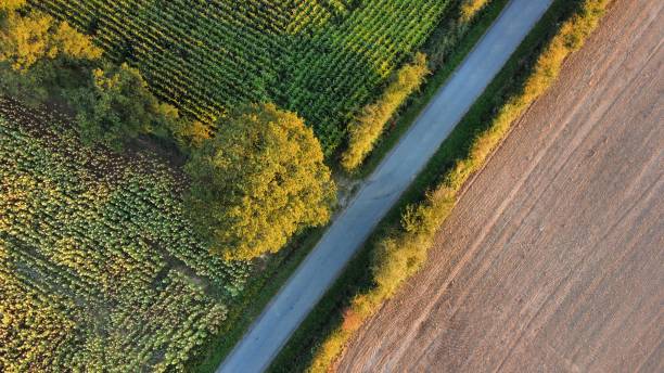 istock Fly over the french fields in Summer 1479467924