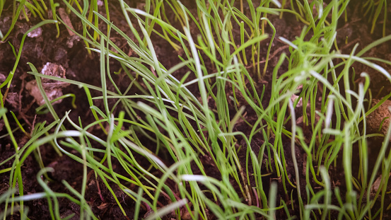 a tall, slender-leaved plant of the grass family, which grows in water or on marshy ground