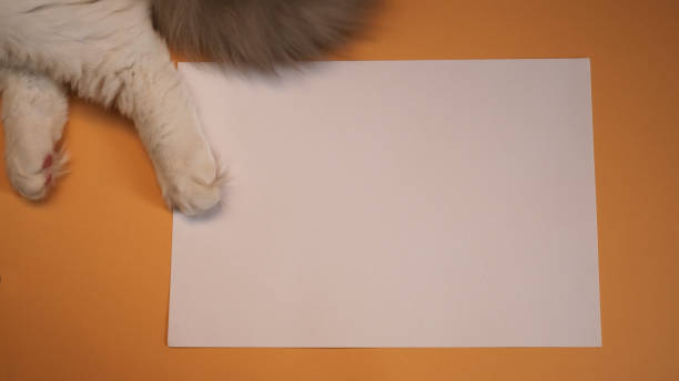 istock White paper on yellow background. 1479469261