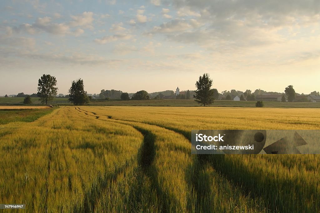 Sunrise over a field of grain - Стоковые фото Блестящий роялти-фри