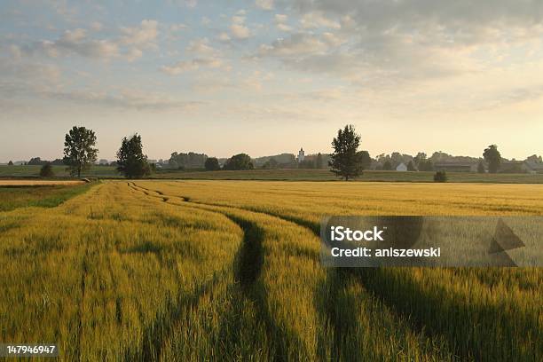 Sunrise Over A Field Of Grain — стоковые фотографии и другие картинки Блестящий - Блестящий, Кукуруза, Кукуруза - урожай