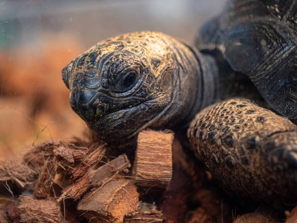 istock The Aldabra giant tortoise (Aldabrachelis gigantea) 1479469810