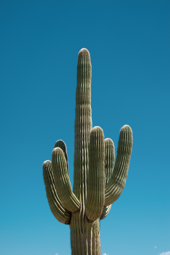 Cactus of the desert of Arizona.