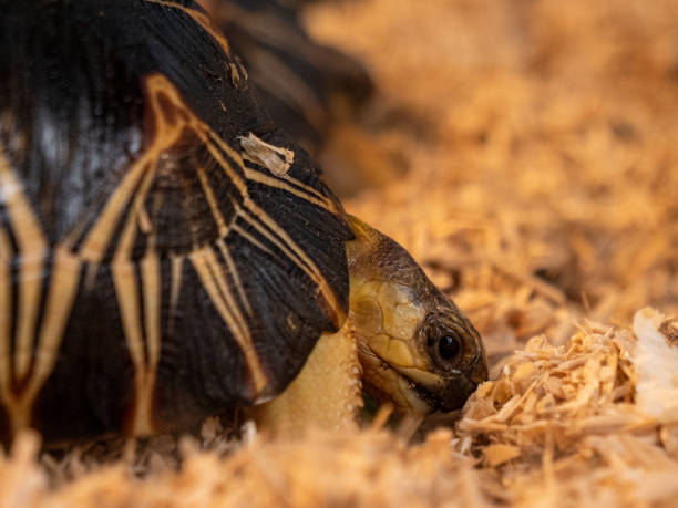 istock The radiated  tortoise (Astrochelys radiata) 1479469894
