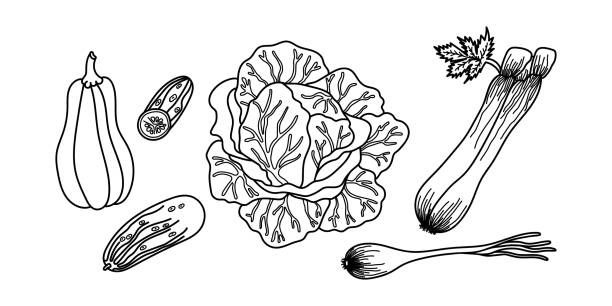 ilustrações de stock, clip art, desenhos animados e ícones de hand drawn vegetables in black outline. ideal for coloring pages in children's books. rustic and simple style of the vegetables. set of vector icons. - celery vegetable illustration and painting vector