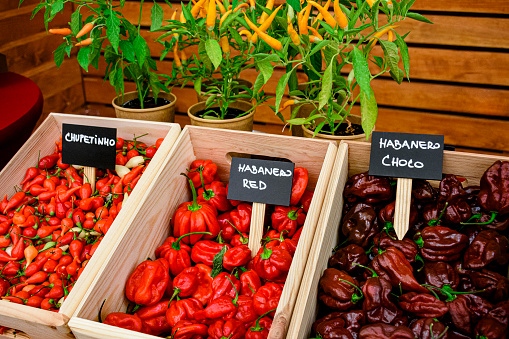 Various types of chili peppers in crates at the market. There are chupetinho, habanero red and chocolate habanero chili peppers.