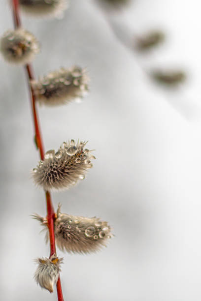 istock Willow branches with blossoming buds in raindrops. Natural spring background. 1479472886