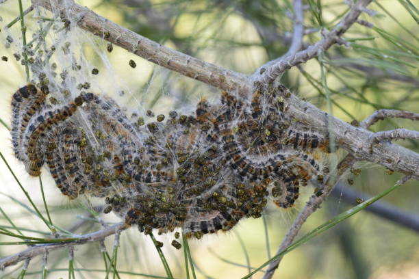 istock Pine tree pest Thaumetopoea pityocampa. 1479474302