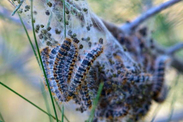 istock Pine tree pest Thaumetopoea pityocampa. 1479474436