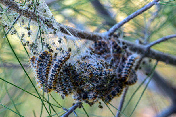 istock Pine tree pest Thaumetopoea pityocampa. 1479474597