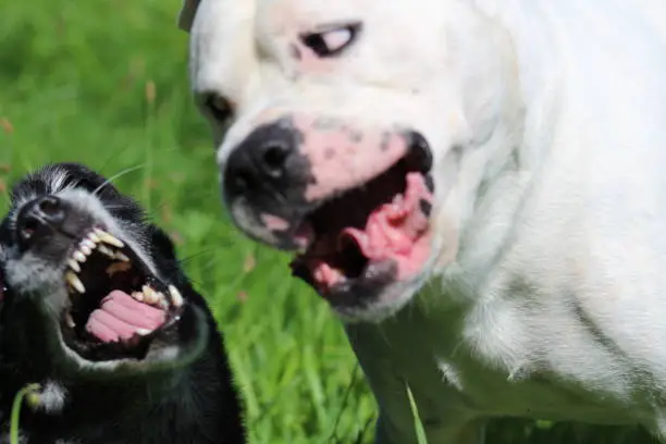 Photo of Black Dog and white Dog  Dogo Argentino nature Green meadow just in positiv context