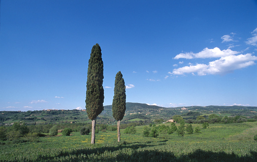 Scenic panorama view of typical Tuscany landscape with group of cypress trees against blue sky, Toscana, Italy, southern Europe