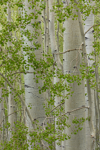 New aspen leaves are especially beautiful in spring ... bright and delicate!