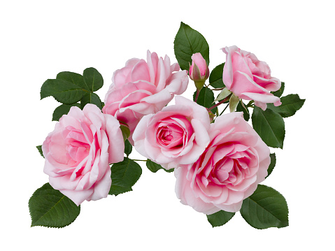 Delicate pink roses with green leaves isolated on white background