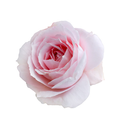 Beautiful rose flower isolated on white background.