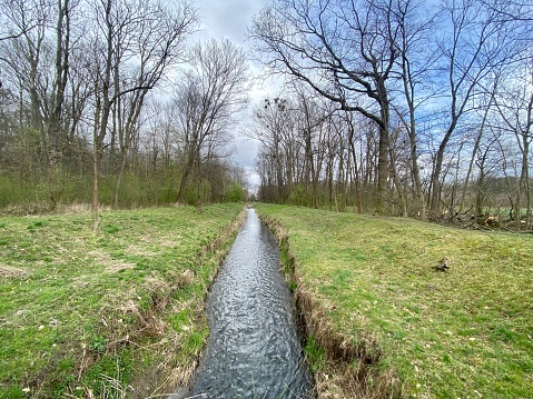 Long straight river or stream running through pine woodland