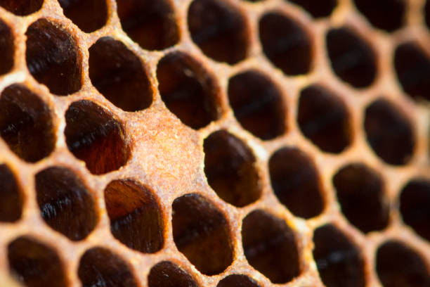 istock Bee honeycombs close-up. Bee larva in the hive. Abstract background. 1479478784