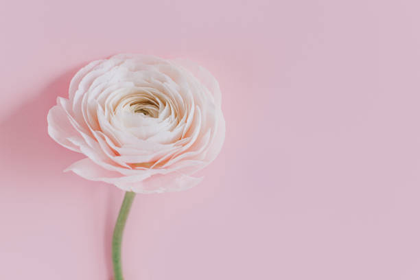 istock Tender Ranunculus flower on a pink pastel background. 1479480354
