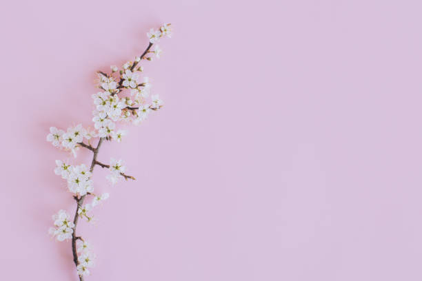 istock Beautiful blossom branches on a light pink background. Spring background. 1479480355