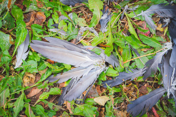 Bird feathers on grass. Remains of bird after attack. Disheveled feathers..