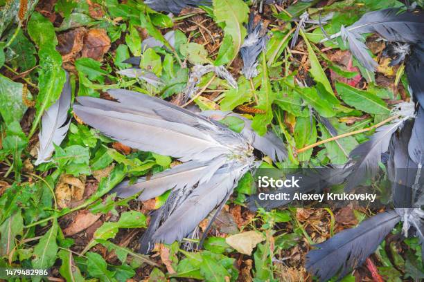 Bird Feathers On Grass Remains Of Bird After Attack Disheveled Feathers Stock Photo - Download Image Now