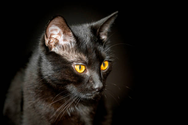 istock portrait of a black cat on a black background 1479483099