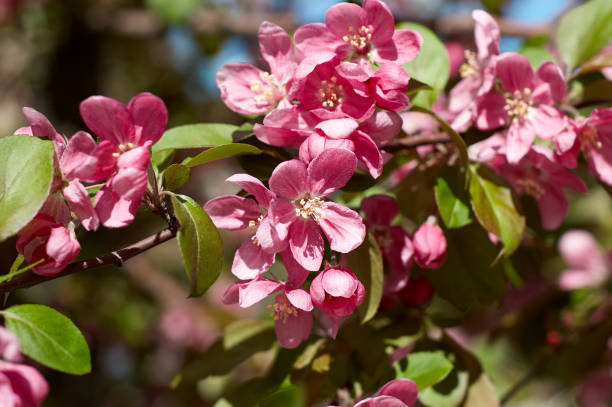istock Beautiful sakura in bloom. Spring cherry blossoms, pink flowers. Blooming cherry tree. Sakura flowers close up. 1479484999