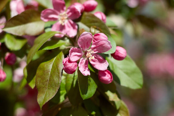 istock Beautiful sakura in bloom. Spring cherry blossoms, pink flowers. Blooming cherry tree. Sakura flowers close up. 1479485026