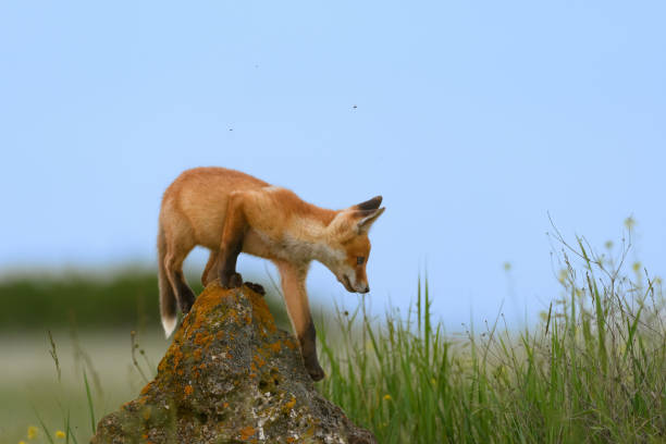 istock Cute young red fox cub near the burrow. Vulpes vulpes 1479485247