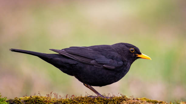 istock Common blackbird Turdus merula in the wild 1479485310