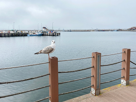 Seagull on the railing in coastline with sea and sky background