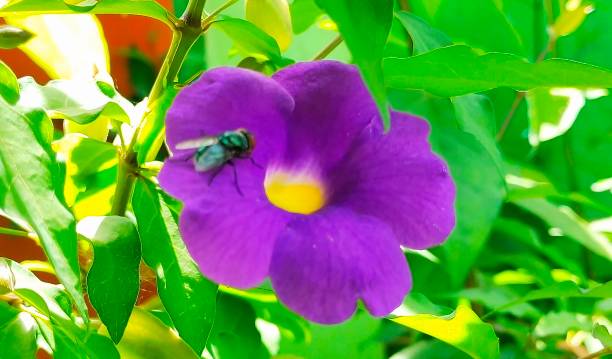 istock Photo Flower's Thunbergia Erecta with flies on it 1479486099