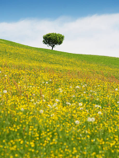 lonely tree - alleine fotografías e imágenes de stock