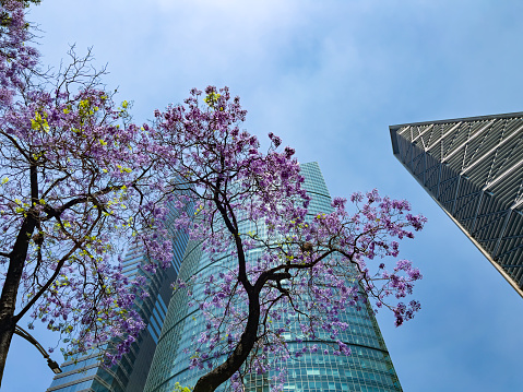 Skyscrapers at springtime with Jacaranda trees in the foreground, in Mexico City financial district