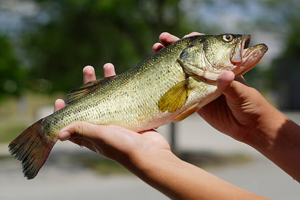 istock Beautiful full length large mouth bass. 147948984