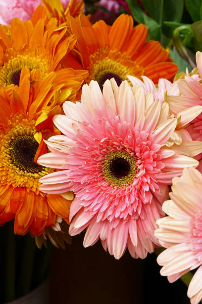 istock close-up colorful spring flowers detail 1479491409