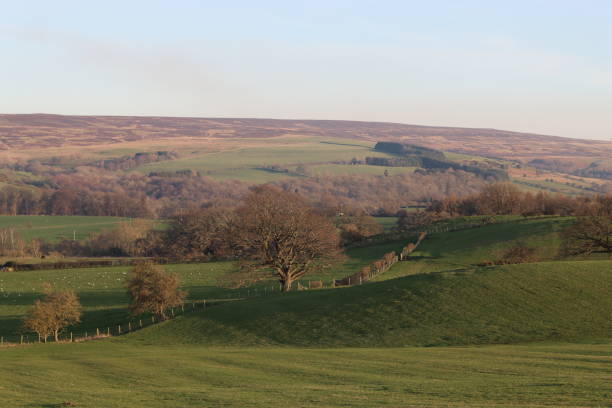 View over a rolling green landscape of hills and fields in rural countryside View over a rolling green landscape of hills and fields in rural countryside rolling field stock pictures, royalty-free photos & images