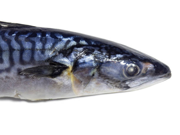 istock Fresh mackerel on a white background. Raw fish. Mackerel isolate. An ingredient for a fish dish. 1479491713