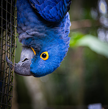 Great blue macaw climbing upside down in the Birds Park in the Foz do Iguaçu