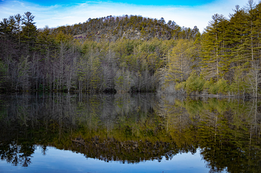 Trees in the lake margin with reflex in the Dupont forest, North Carolina