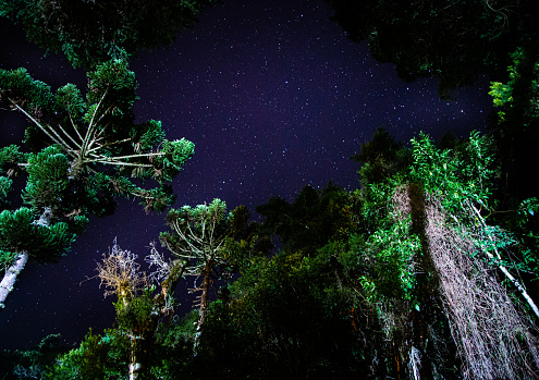 Starry night inside a rainforest at Monte verde